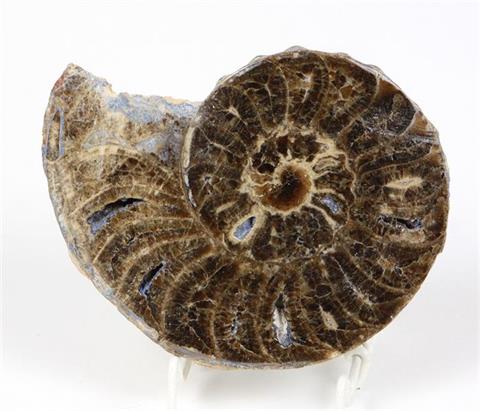 fossiler Ammonit
